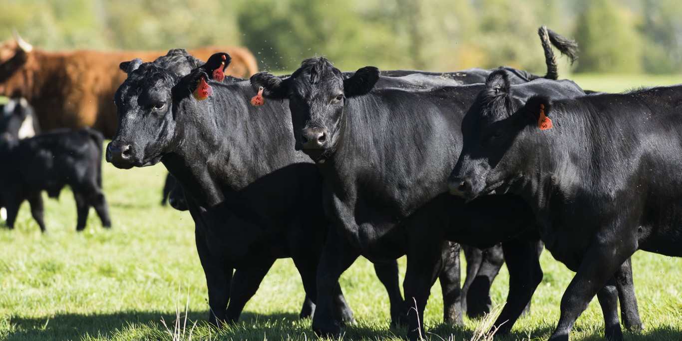 Altar Farms Horse Boarding Stables Cattle Farm Grass Fed Beef